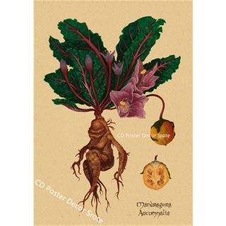 Mandrake planta poster bruxaria herbologia plantas pintura da lona