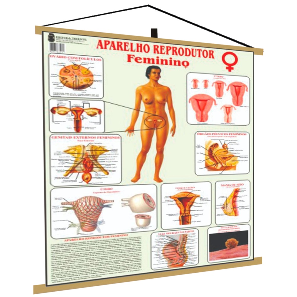 Partes Do Corpo Feminino