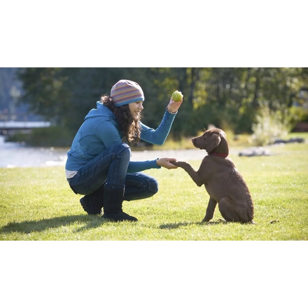 Clicker Manual Adestramento Para Cães Pet Chalesco