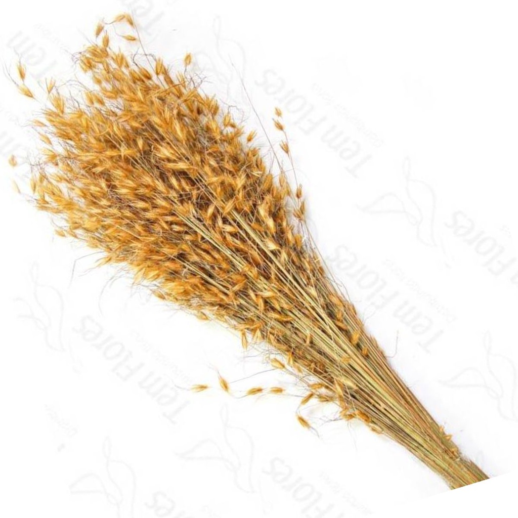 Capim Dourado para Decoração Desidratado Flores Secas