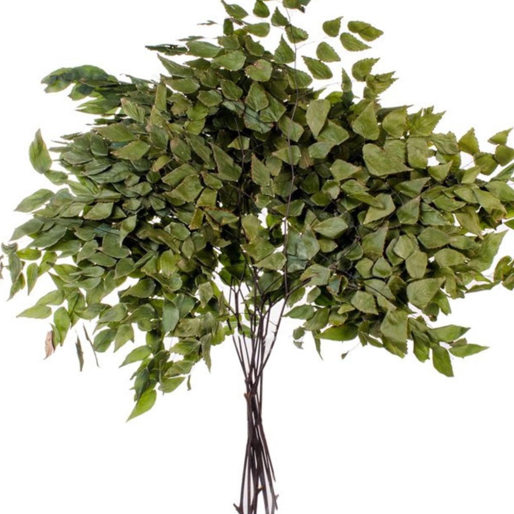 Folha De Avenca para Decorações