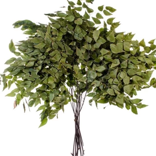 Folha De Avenca para Decorações