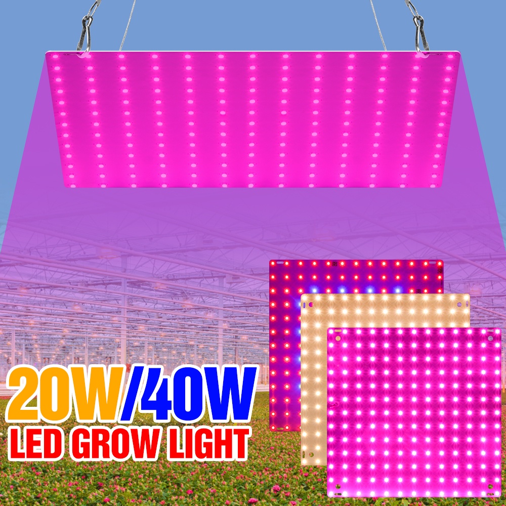 Lâmpada De Cultivo LED 220V Plantas De Espectro Completo Hidropônico Para Plantação De 20W Caixa Quântico 40W 10v