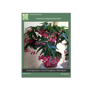Kit Sementes da Begonia Maculata para plantio de Mudas