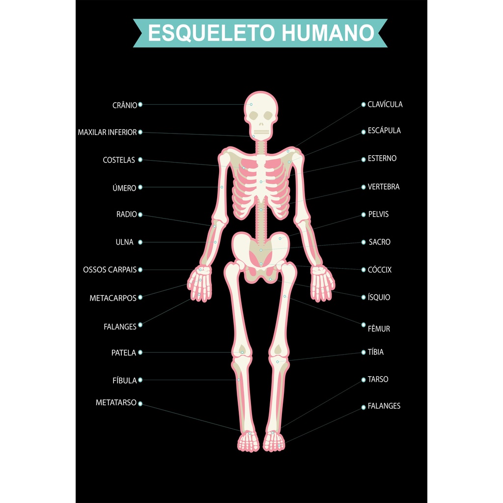 Banner De Lona Escolar Esqueleto Humano - 85x60cm | Shopee Brasil