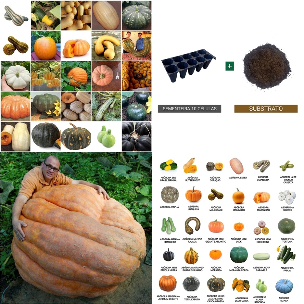 100 sementes de 10 variedades de Abóboras Separadas + Kit Germinação