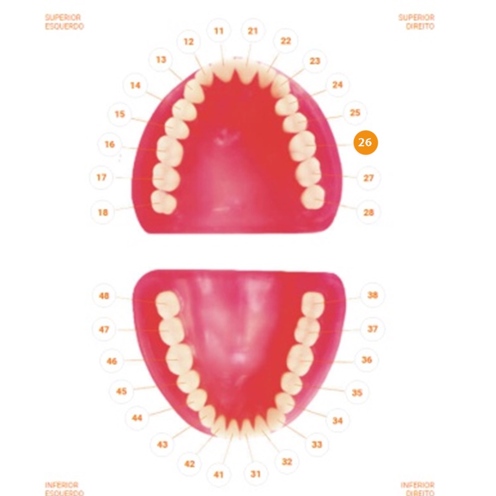 Dente Dentística Manequim - Pronew