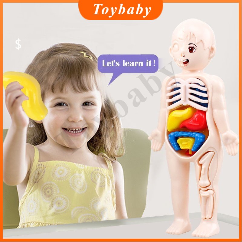 Modelo De Anatomia Humana Quebra-Cabeça 3D Para Crianças/Brinquedo De Montagem De Órgão De Aprendizagem Educacional/Ferramentas De Ensino Corporal