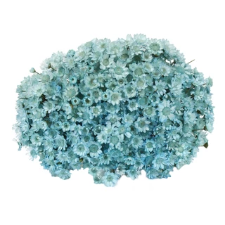 300 Sempre Viva Florzinha Azul I Flores Desidratadas