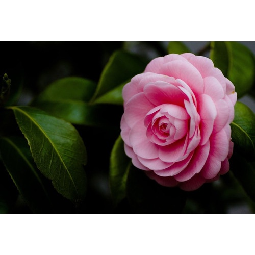 Camellia Japonica Gigante Flores Sortidas Rosa 10 Sementes