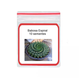 Suculenta Babosa Espiral ornamental 10 Sementes