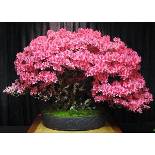 Cercis Siliquastrum Judas Tree Bonsai rvore 10 Sementes | Shopee Brasil