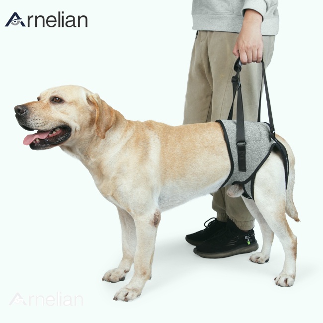 arnelian Pet Cachorro Suporte Arreios Para Pernas Levantamento Traseiro Auxílio De Estilingue Com Alça Cães Deficientes Idosos Machucados