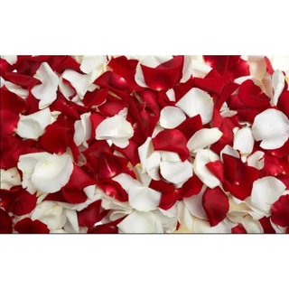 1000 Pétalas de Rosas Artificiais Mistas l 500 Vermelhas + 500 Brancas