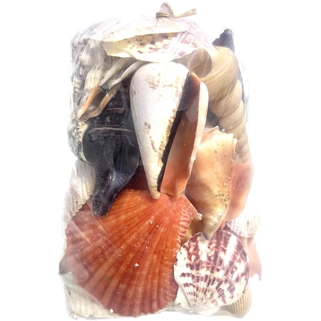 Conchas Mix Variadas - Grande | Shopee Brasil