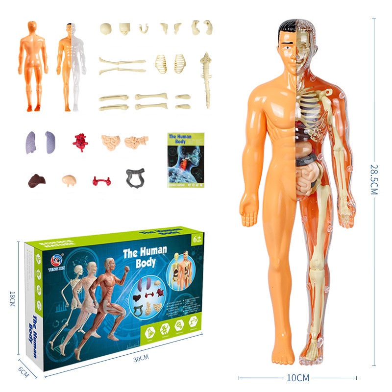 Kid Montessori 3D Anatomia Do Corpo Humano Modelo Educacional ...