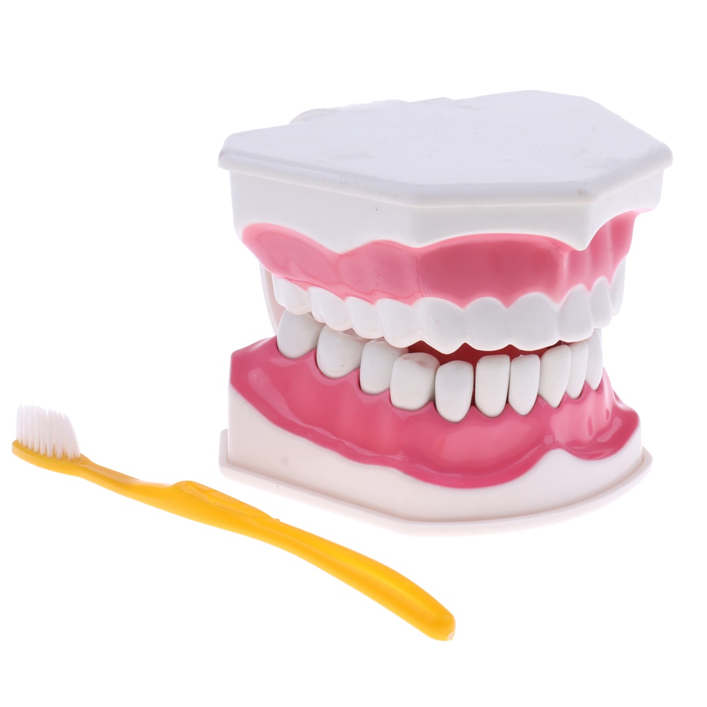 Modelo De Ensino Dentário Dente Dental Escova Removível Typodont Dentes Grande 12x9,2 cm