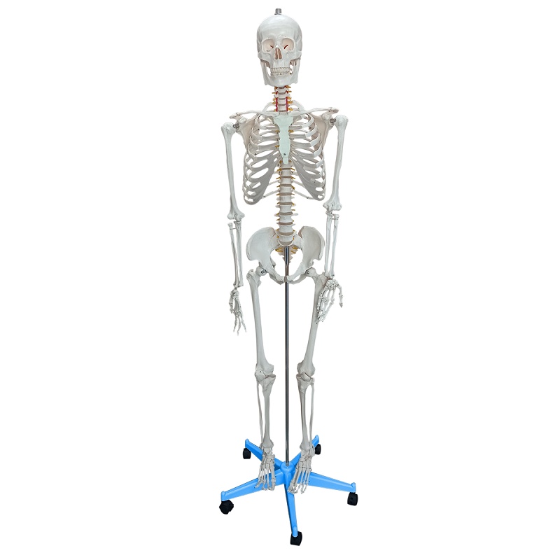 Esqueleto Humano 85 cm - DUMONT SIMULADORES