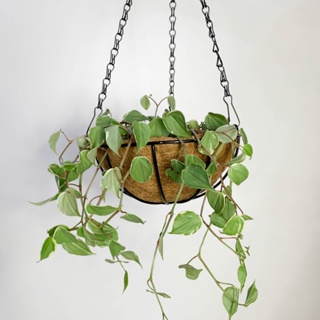Vaso de Fibra de Coco 20cm de Plantas Suspenso com Corrente