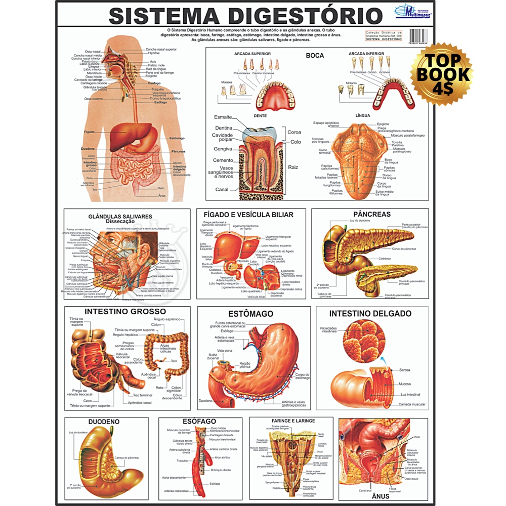 Mapa Sistema Digestório Digestivo Corpo Humano Poster Anatomia Medicina ...