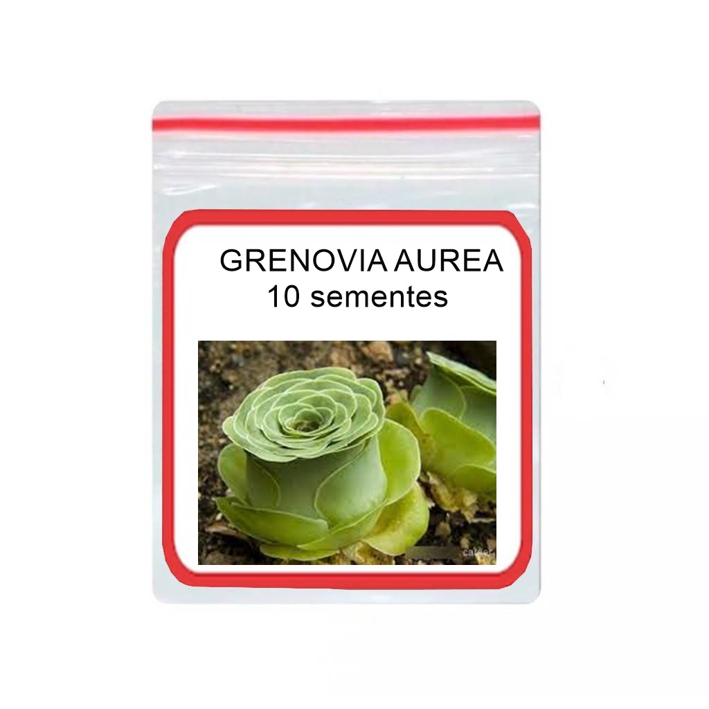 GRENOVIA AUREA RARISSIMAS suculenta 10 SEMENTES