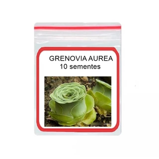 GRENOVIA AUREA RARISSIMAS suculenta 10 SEMENTES