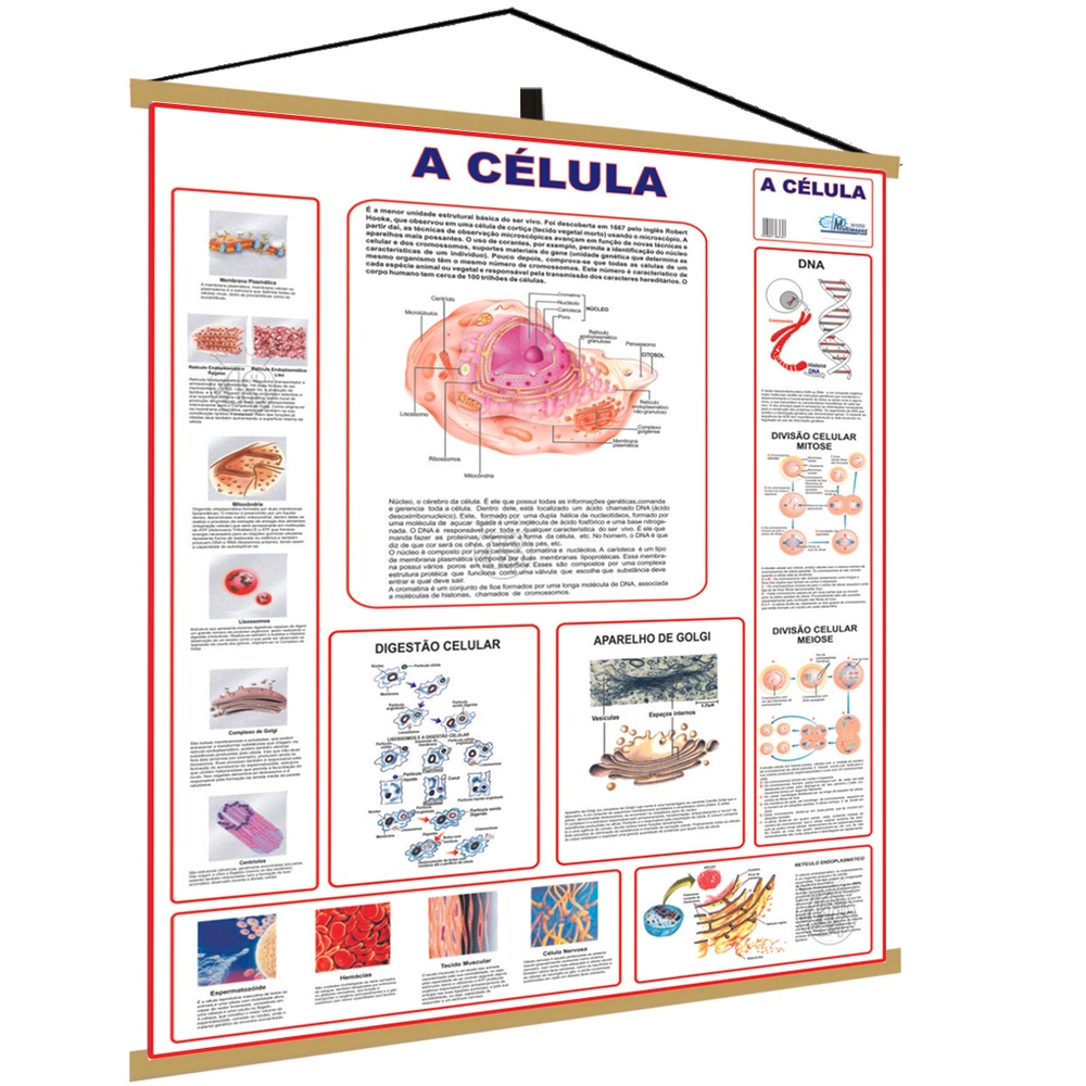 Mapa A Célula Corpo Humano Banner Poster Medicina Anatomia | Shopee Brasil