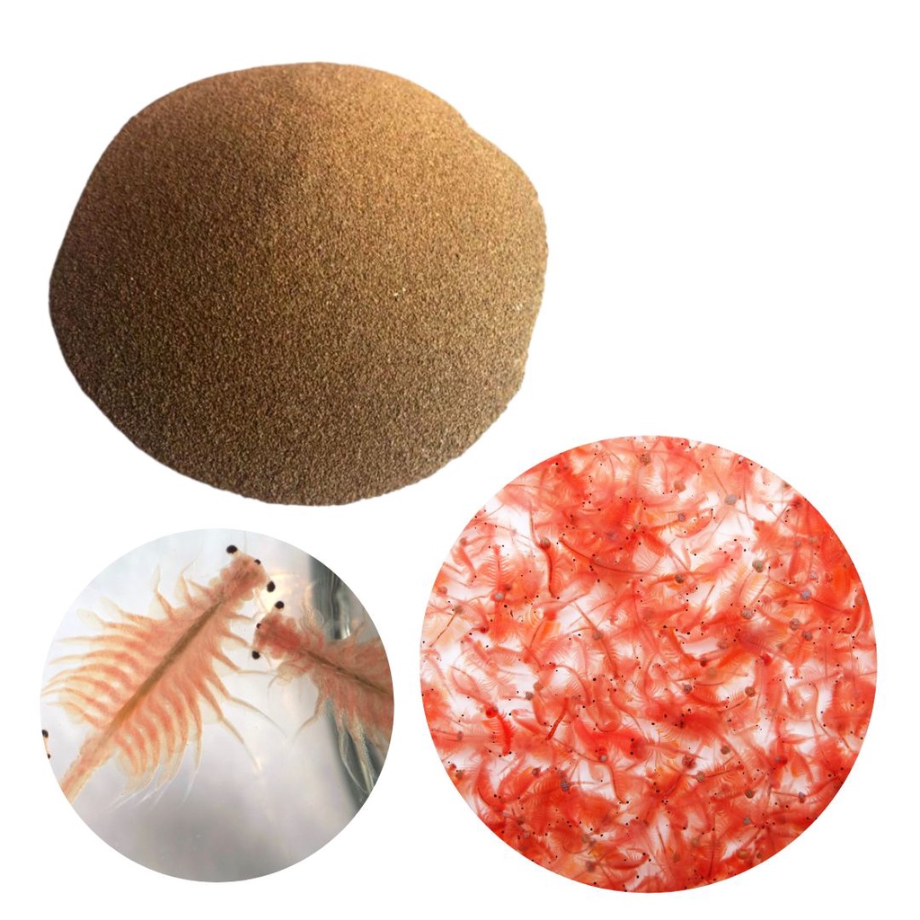 Cistos de Artemia 50 gramas para alevinos nauplios betta