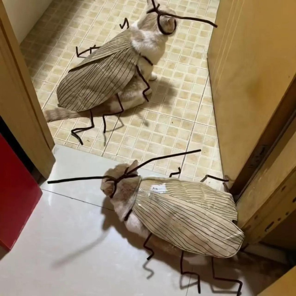 fantasia gato diy barata halloween roupa pet artesanal kit