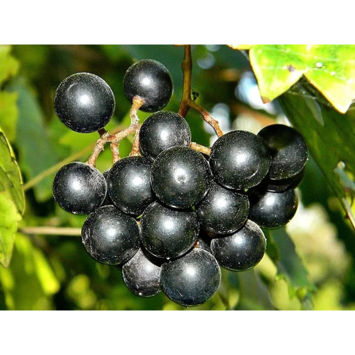 Graines De Fruits Muscadine - 80 Graines Fraîches | Pour Jardin Extérieur, Bonsaï, Plantes Fruitières