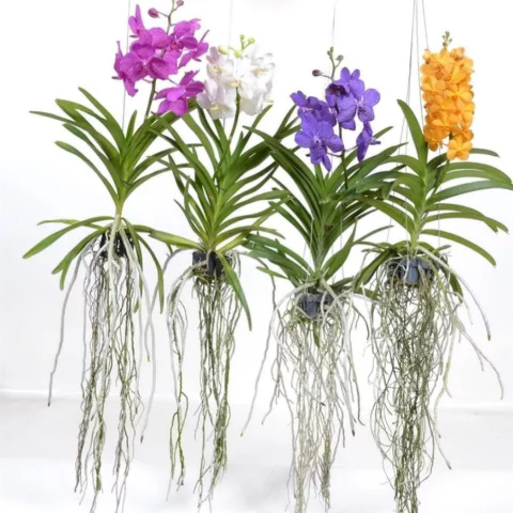Orquídea Vanda imagem 1