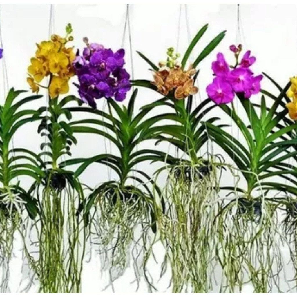 Orquídea Vanda imagem 4