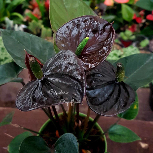 100 sements anturio black midnight com manual de cultivo h