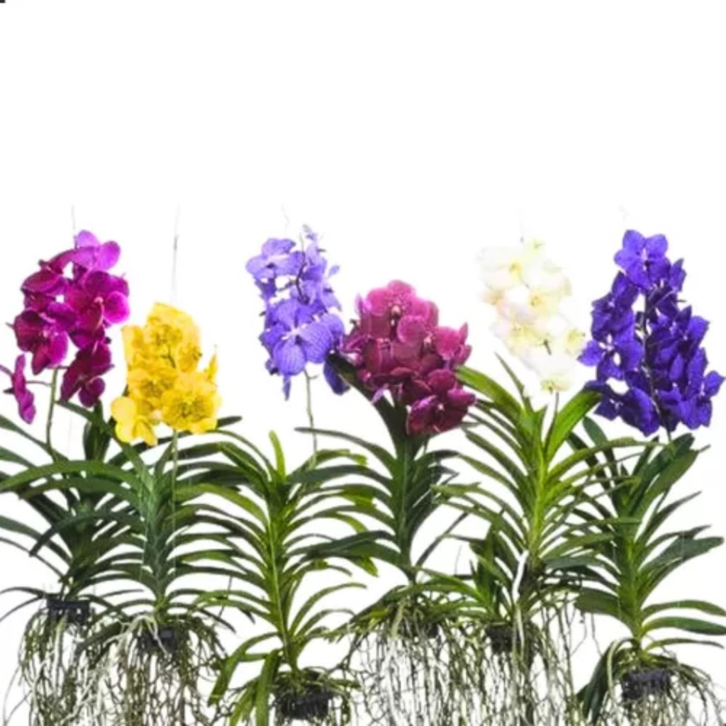 Orquídea Vanda imagem 3