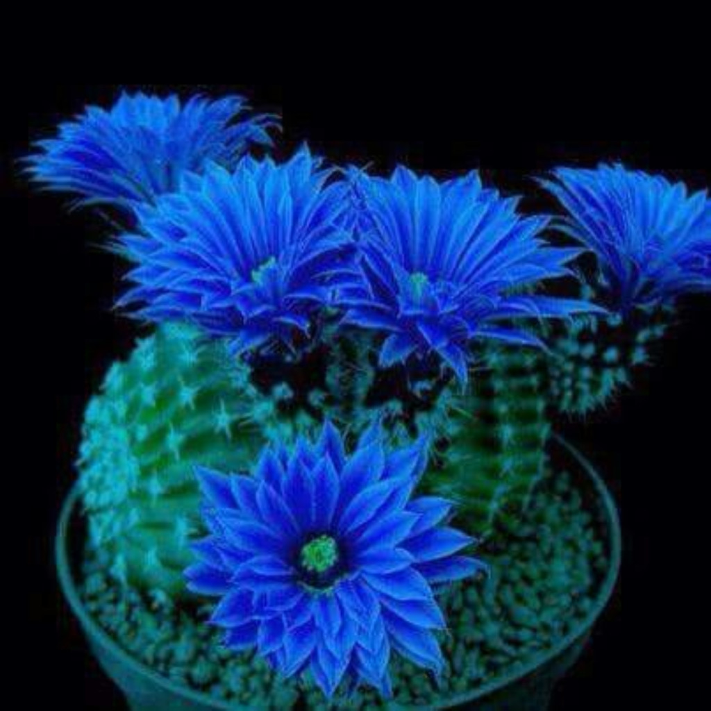 100 sementes de cactus flor azul com manual de plantio top | Shopee Brasil