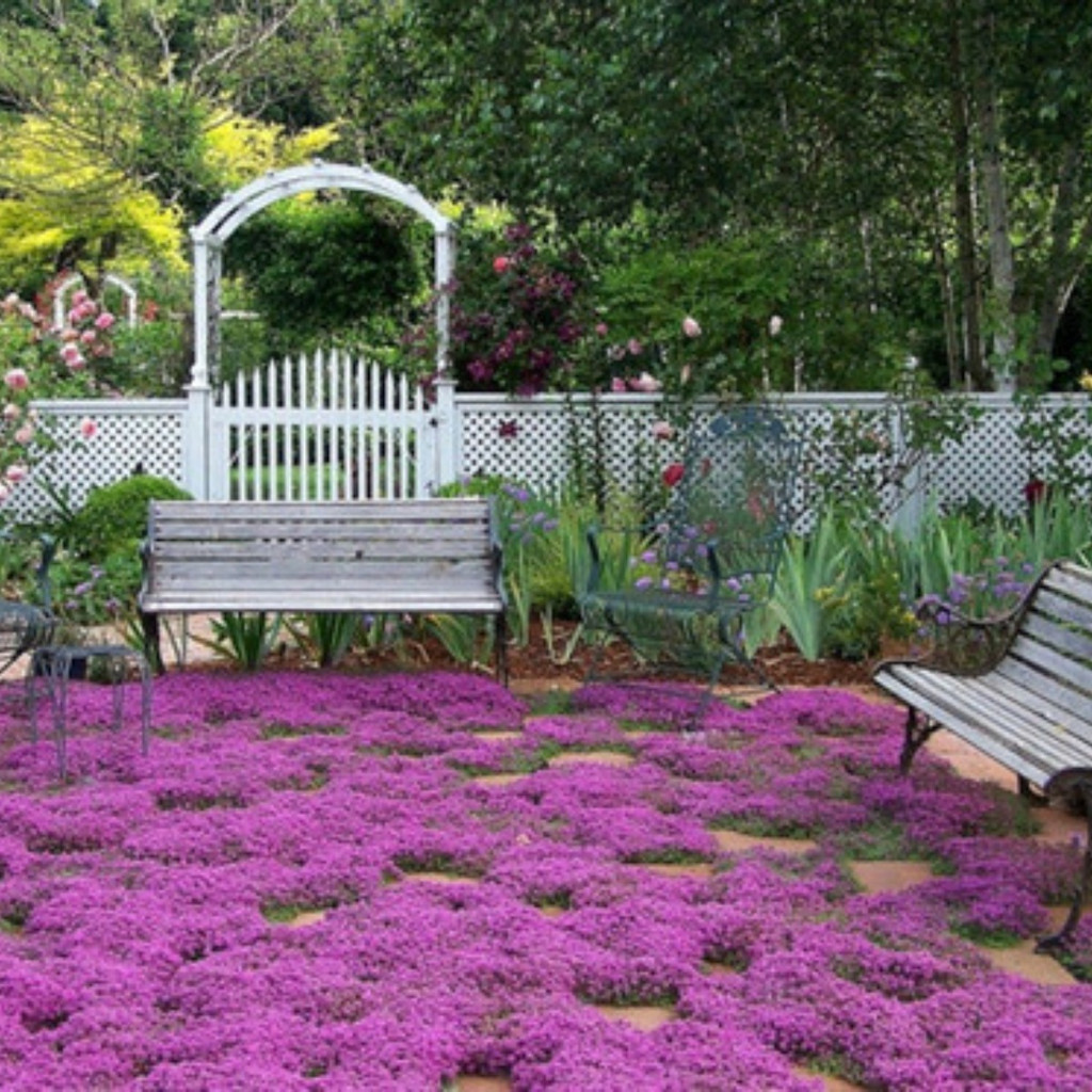 Cultivo simples Tomilho Roxo Rasteiro 1000 Sementes Erva Flor | Shopee ...