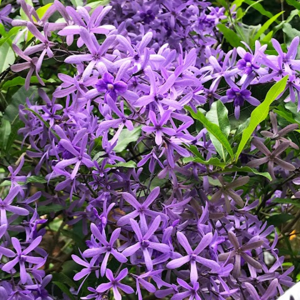 200 Sementes Flor De São Miguel Azul Com Manual De Cultivo | Shopee Brasil
