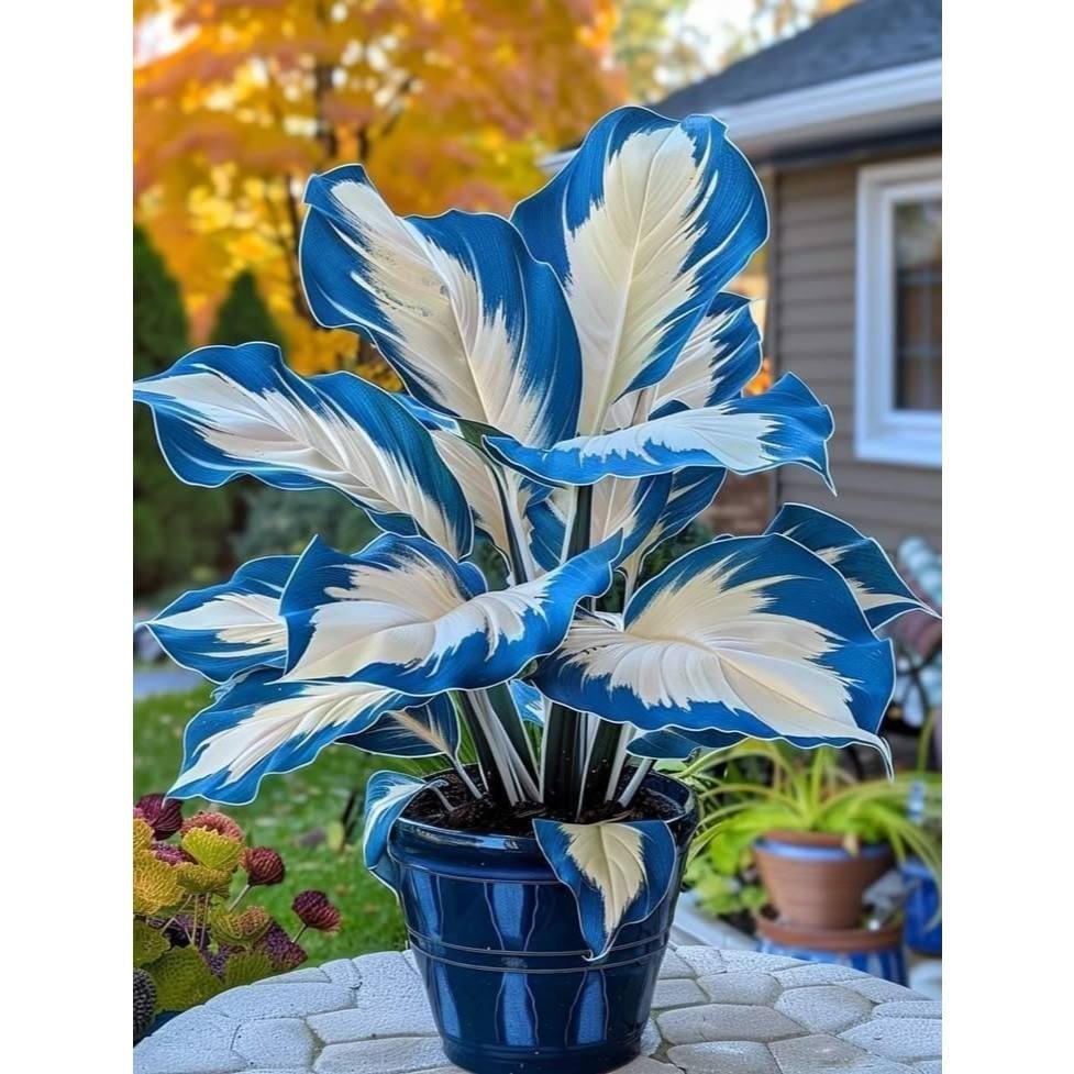 Caladium Bioflux - Imagem 1