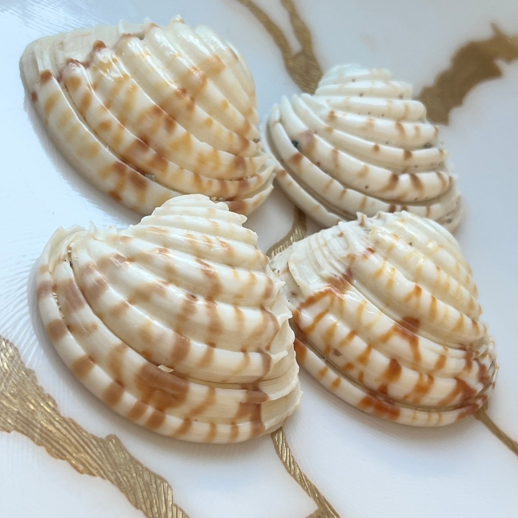 Kit Shells Conchas do Mar Naturais AC14 | Shopee Brasil
