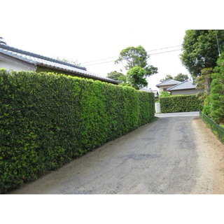 Kaizuka Jardim: Guia Completo e Onde Comprar | BuscaProdutos