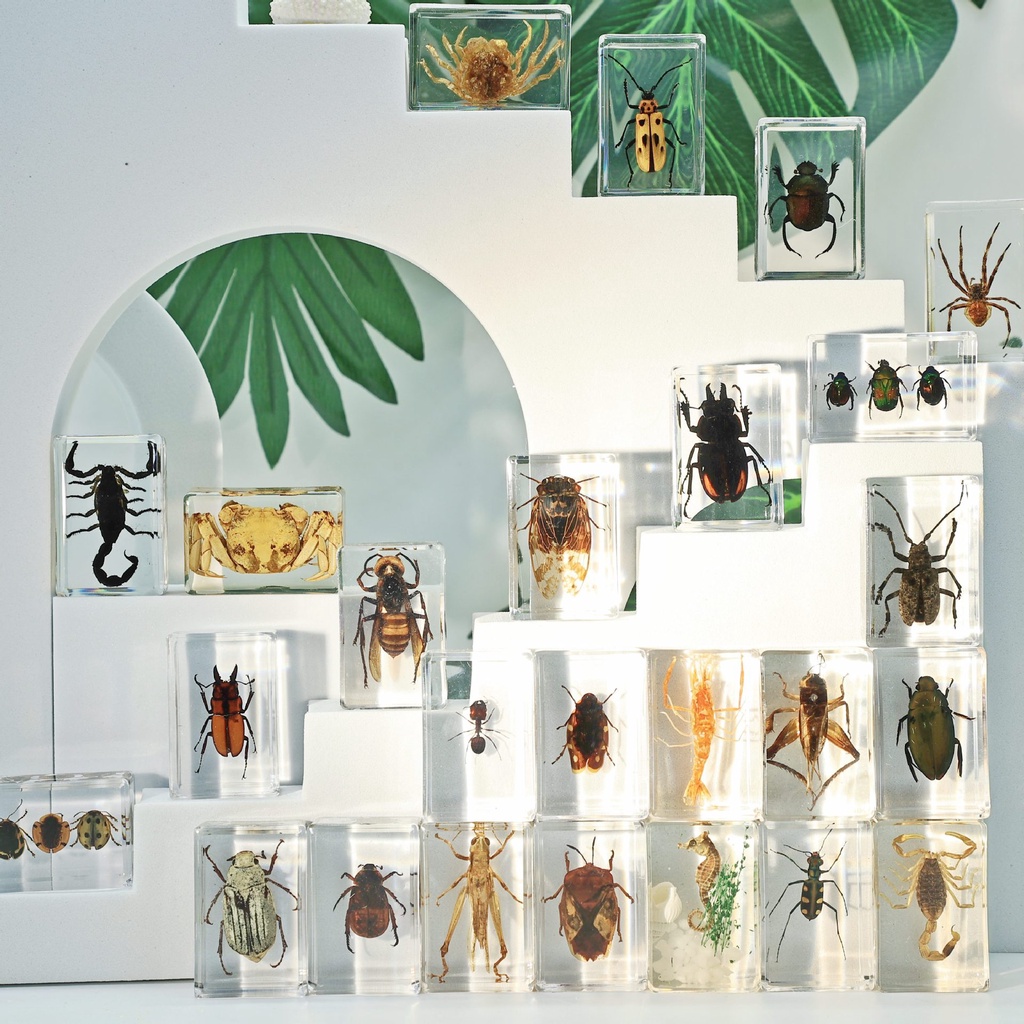 Artesanato de resina transparente de inseto real Lembranças turísticas Brinquedos cognitivos de ciência popular para crianças