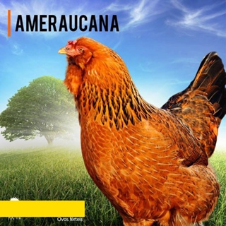 Dww-ovo E Colher Jogo Corrida Com Gema De Ovo - Família Backyard em  Promoção na Americanas