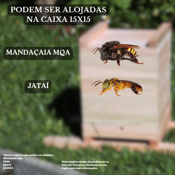 2 Caixas Inpa Abelhas Mandaçaia 15x15 + Atrativo 50 ML | Shopee Brasil