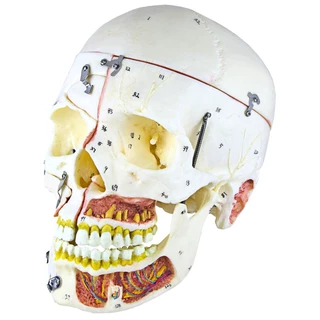 Crânio com Vasos Sanguíneos e Nervos, Numerado, em 10 Partes - Anatomic - TGD-0102-P