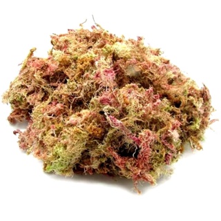 Musgo Esfagno Rosado 3L Seco P/ Orquídeas Plantas Carnívoras