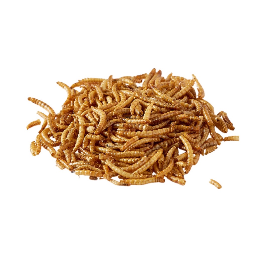 LARVA DE TENÉBRIO MOLITOR 250GR COMUM DESIDRATADO PACOTE ALIMENTO PÁSSARO PEIXE ROEDORES