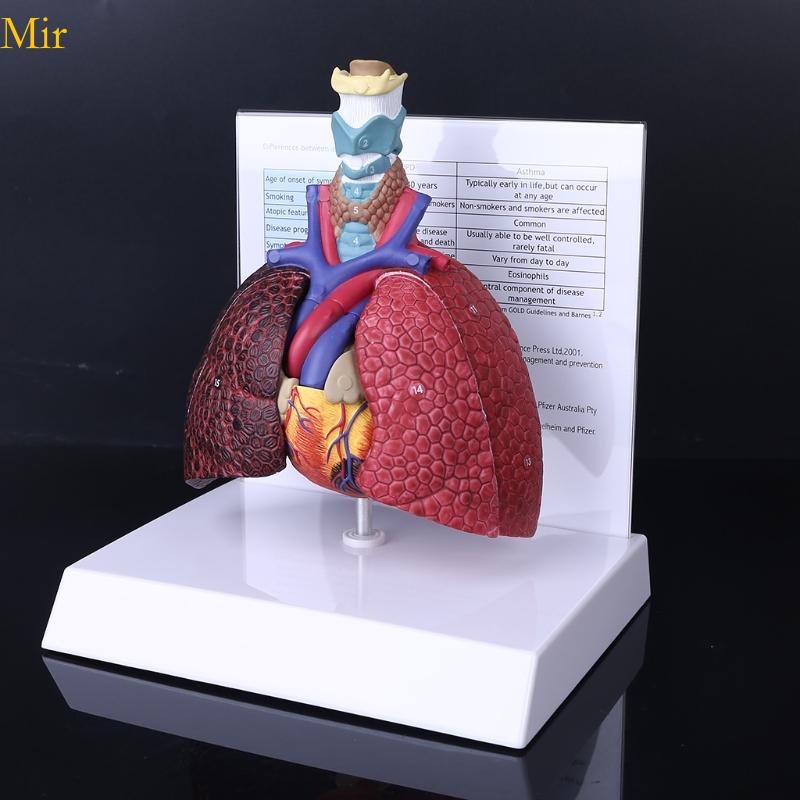 Modelo de demostración de respiración de pulmón Toy de juguete Educativo Juguete Proyectos de bricolaje Ayuda de enseñanza de la enseñanza para edades | en línea