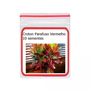 10 Sementes Croton Parafuso Vermelho flor