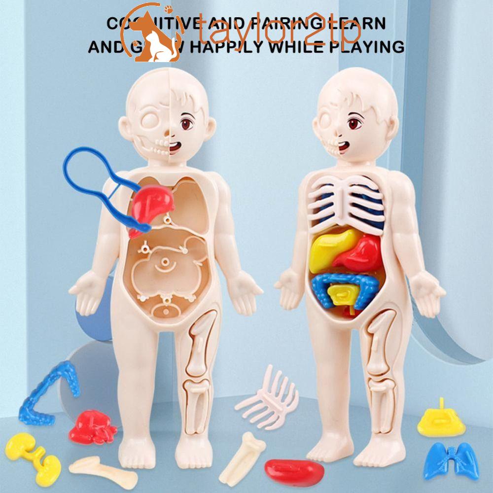 Kids' Educational Science Toy, STEM Game, Montado, Esqueleto do Corpo  Humano, Anatomia Órgãos, Bones Kit, Crianças