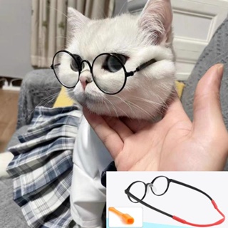 Resultado de imagem para gatos de oculos tumblr